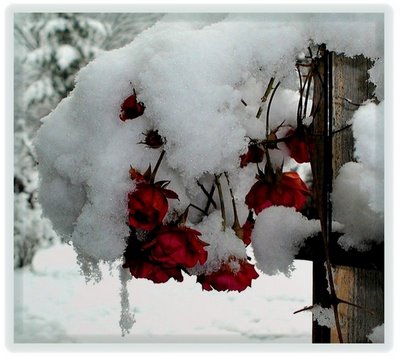 صور لورود مغطاة بالثلج روووعة  Attachment